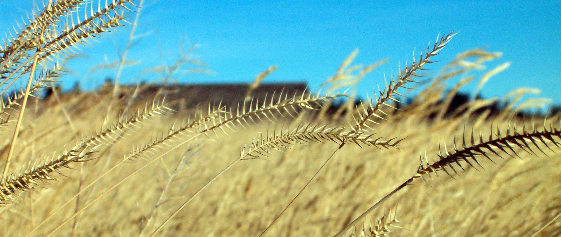 A close up of wheat stalks in the sun